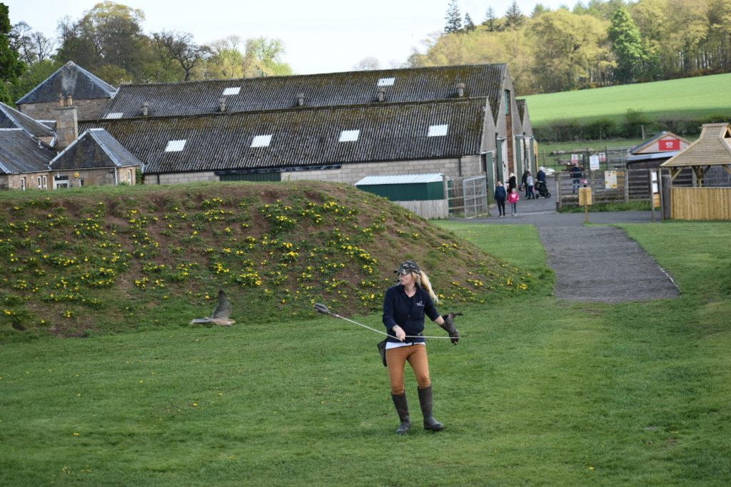 Falconer and her Falcon